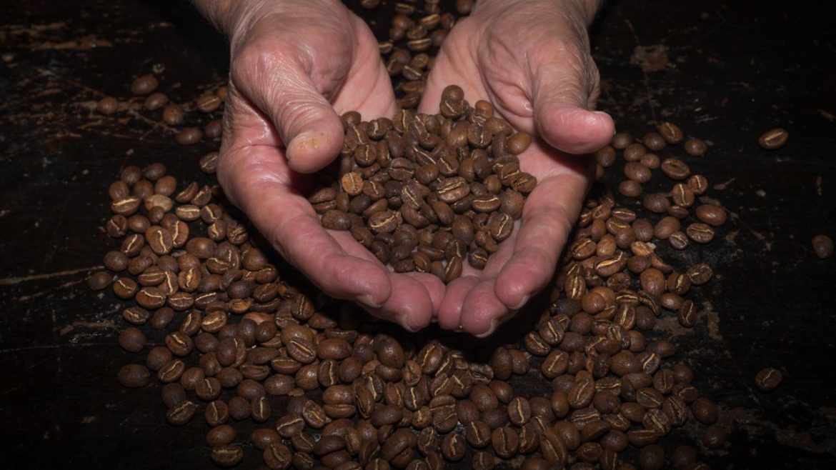 tangan memegang biji kopi panggang di atas permukaan gelap
