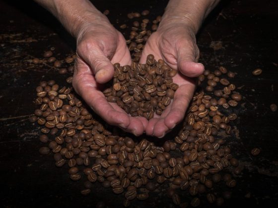 tangan memegang biji kopi panggang di atas permukaan gelap