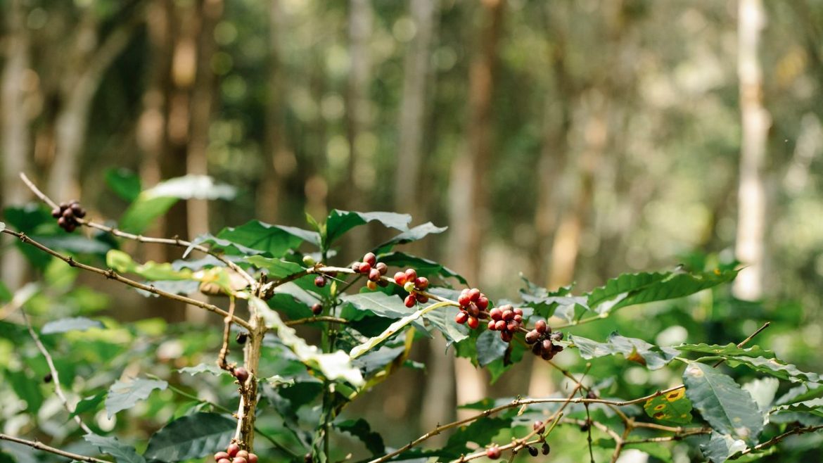 tanaman bijih kopi yang matang di taman yang rimbun