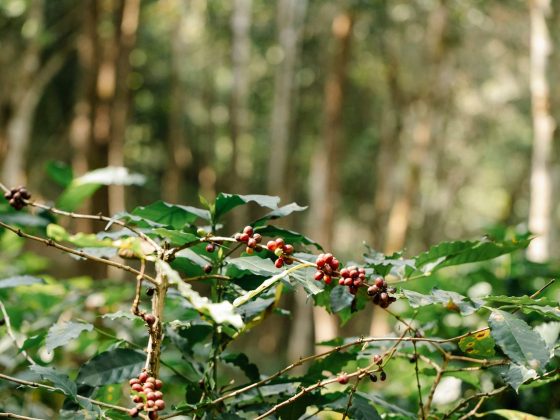 tanaman bijih kopi yang matang di taman yang rimbun