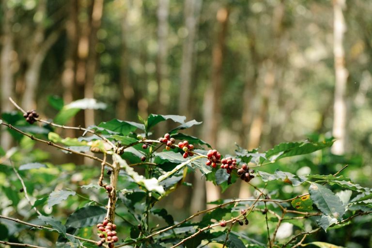 tanaman bijih kopi yang matang di taman yang rimbun